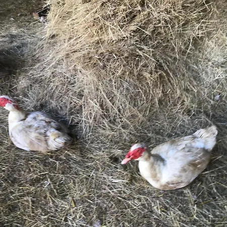 La Ville - Les Petits Champs * Buais-les-Monts