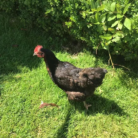 La Ville - Les Petits Champs