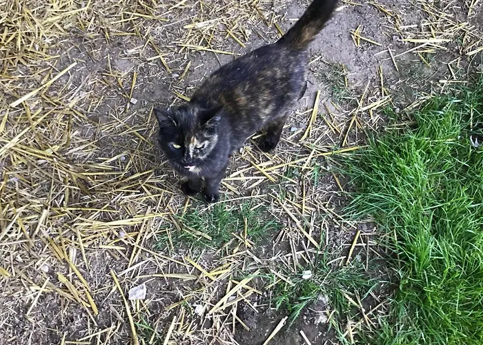 La Ville - Les Petits Champs Bed & Breakfast