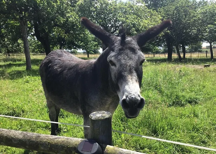 La Ville - Les Petits Champs *