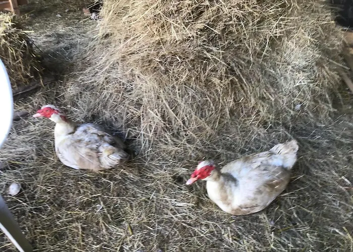 La Ville - Les Petits Champs * Buais-les-Monts